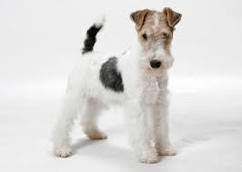 What A Fine Little Dog Like The Dark Tail White Tip Wire Fox Terrier Popular Dog Breeds Fox Terrier Puppy