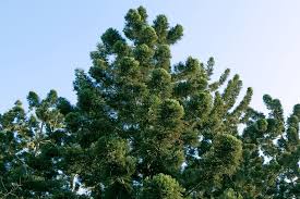 Image result for Araucaria cunninghamii