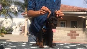 More images for doberman puppies for adoption in nj » Doberman Puppies Adoption And For Sale Near Me Home Facebook