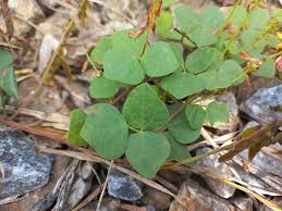 Image result for Rhynchosia sublobata