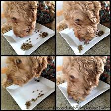 Nomnomnow, raw wild, petflow, the farmer's dog, ollie, amazon. Open Farm Dog Food Review Dog Food Reviews Dog Food Recipes Farm Dogs
