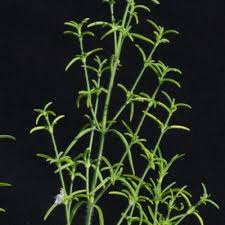 Image result for Pogonospermum ciliatum