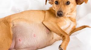 How long is each heat cycle in dogs? How Long Are Dogs Pregnant Labour Gestation Period
