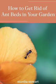 How To Get Rid Of Ant Beds In 2020 Get Rid Of Ants Rid Of Ants Ants In Garden