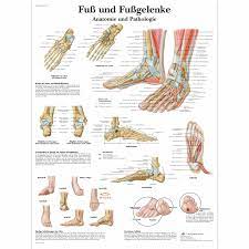 Fuss Und Fussgelenke Anatomie Und Pathologie 4006579 Vr0176uu Skeletal System 3b Scientific