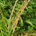 Image result for Thelepogon