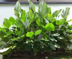 Calathea Lutea Bukan Pisang Lho Urban Garden