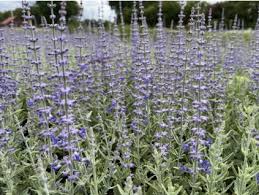 Image result for Perovskia atriplicifolia lacey blue lisslitt photo