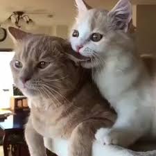 Lending A Helping Ear Funny Video 30 Animales Graciosos Fotografias Divertidas De Animales Gatos