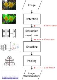 The flowering plants, also known as the angiosperms, angiospermae, or magnoliophyta, are the most diverse group of land plants. Plant Species Classification Using Flower Images A Comparative Study Of Local Feature Representations
