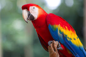Image result for parrot