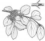 Image result for Psydrax livida