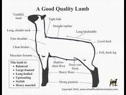 This Lamb Is What You Want In A Show Lamb Livestock Judging Showing Livestock Show Goats