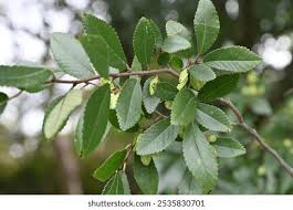 Image result for Ulmaceae