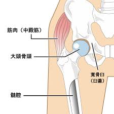 前屈・開脚した時に股関節が鳴るのはなぜ？メカニズムと改善に向けたヨガトレーニング | ヨガジャーナルオンライン