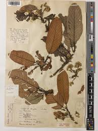 Image result for Monotes hypoleucus