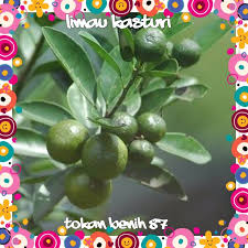Jeruk kasturi atau yang disebut juga jeruk kalamansi merupakan varian jeruk yang digunakan sebagai bahan campuran minuman terutama. Anak Pokok Limau Kasturi Batik Variegated Lazada