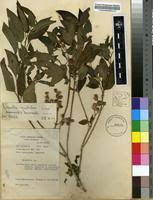 Image result for Dissotis multiflora