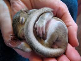 What most people call tree squirrels are usually grey, fox or pine squirrels. Do Squirrels Hibernate Www Whatdosquirrelseat Org