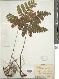 Image result for Triplophyllum protensum