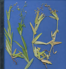 Image result for Pentodon