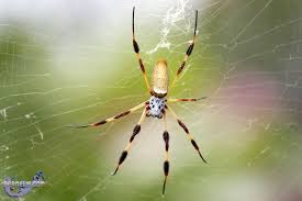 These Spiders Use To Be All Over The Outside Of My House When I Lived In Ocala Nephila Clavipes Or Golden Rainbow Springs State Park Wood Spider Camping World