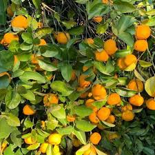 Image result for Citrus reticulata