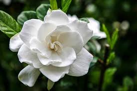 Frost Proof Gardenia For Sale Online The Tree Center