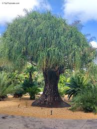 Image result for Beaucarnea recurvata