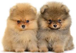 Maybe you would like to learn more about one of these? Teacup Teddy Bear Puppies Near Me Cheap Online