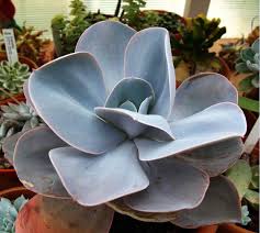 The most common blue giant succulent material is cotton. International Crassulaceae Network