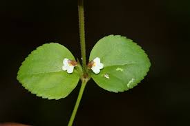 Image result for Vandellia diffusa