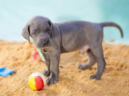 Like some other breads, dobermans come to mind it if you have lever type handles on your doors, you can assume that a dane will learn how to operate them a good breeder wants their baby to be adopted by the best forever home possible. How Long Do Great Danes Reproduce Embora Pets