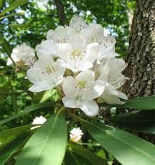 Rosebay Rhododendron Seeds Seeds Azalea Azaleas Rhododendron Growing Peonies