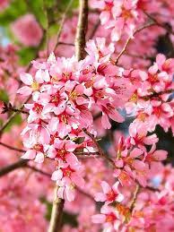 We did not find results for: Cherry Okame Deciduous Flowering Tree Cherry Trees Plant Me Green