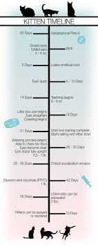 Cat pregnancy normally lasts between 63 to 67 days, but it can be tough to know exactly how long a cat is pregnant for. About Feral Kittens Feral Cat Coalition Of Oregon
