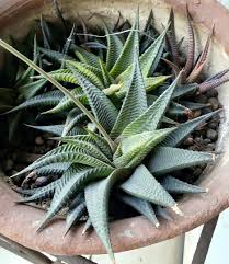 Image result for Lipotriche marlothiana