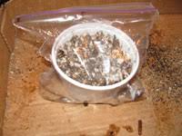 Basically i put them in wet soil with plastic wrap over the top of the pot. Raising Cactus From Seed On Line Guide To The Positive Identification Of Members Of The Cactus Family