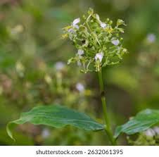 Image result for Aneilema welwitschii