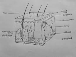 Human skin cells labeled google search skin structure. How To Draw Skin Ls Biology Drawing Biology Diagrams Skin Drawing