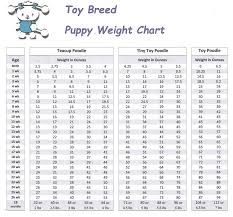51 Logical Poodle Chart