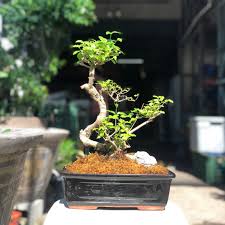 25cm Ligustrum Bonsai in Glazed Pot W/ Free Shipping!