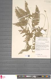 Image result for Selaginella cathedrifolia