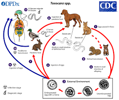 Cdc Toxocariasis Biology
