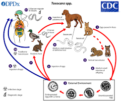 cdc toxocariasis biology