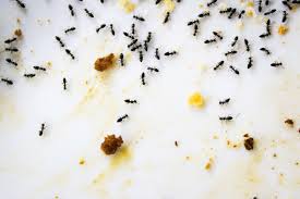 Mencari tips petua halau semut? Petua Mudah Halau Semut Lipas Dan Cicak Di Rumah Aku Sis Lin