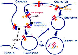 Caveolae from cell biology to animal physiology. Caveolin 1 And Caveolae Act As Regulators Of Mitogenic Signaling In Vascular Smooth Muscle Cells Arteriosclerosis Thrombosis And Vascular Biology