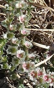 Image result for Salsola