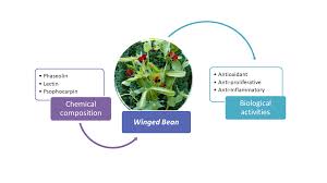 Image result for Psophocarpus grandiflorus