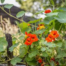 Maybe you would like to learn more about one of these? Nasturtium An Edible Flower With A Bite Mother Earth News